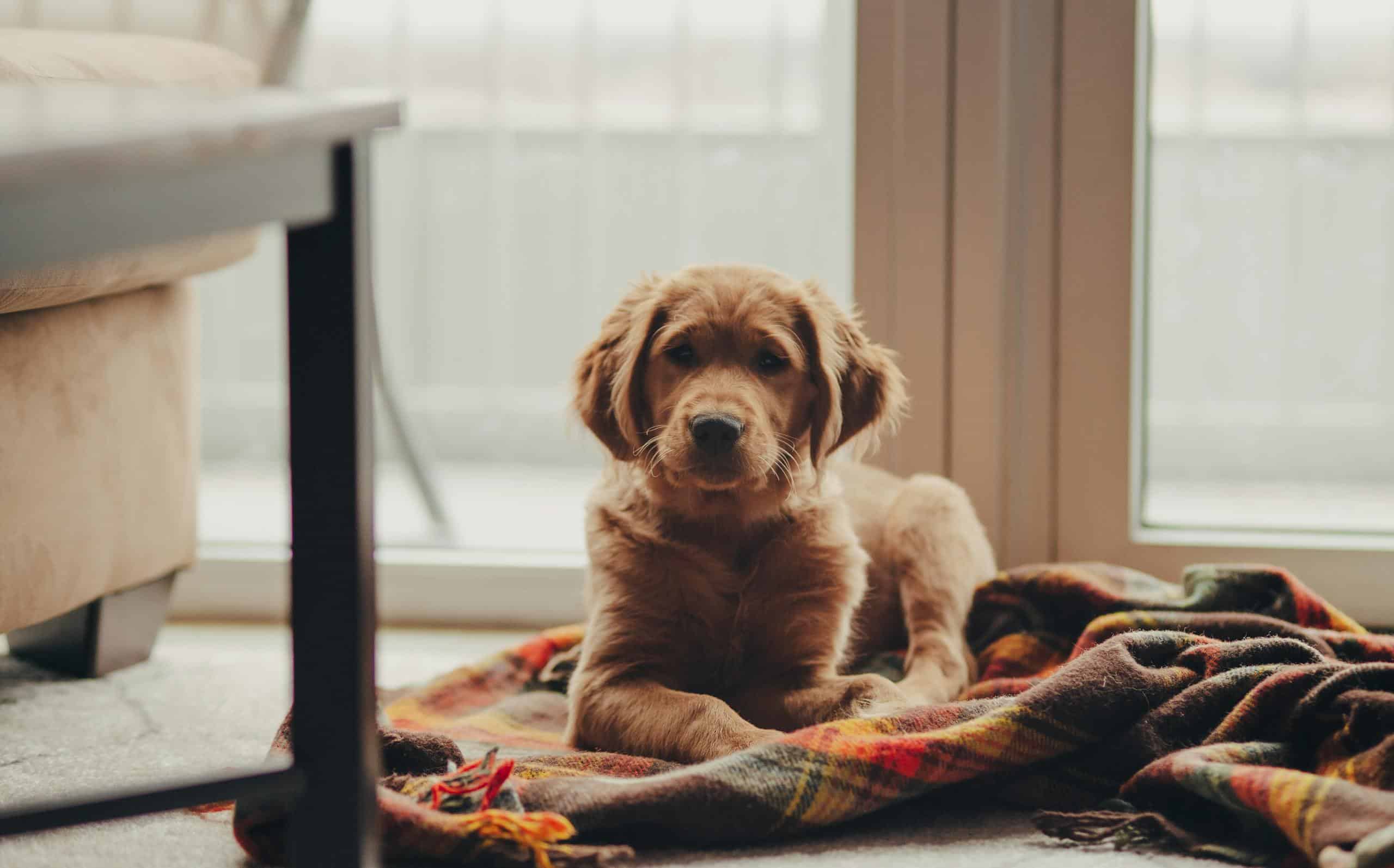 Golden Retriever puppy relaxing on a cozy blanket indoors by the window.